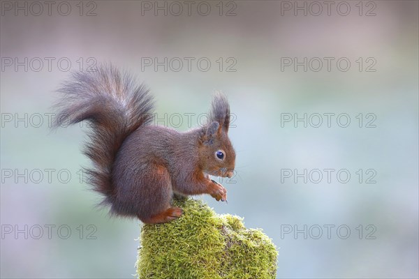 Eurasian red squirrel