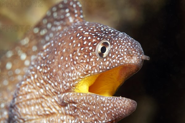 Starry moray