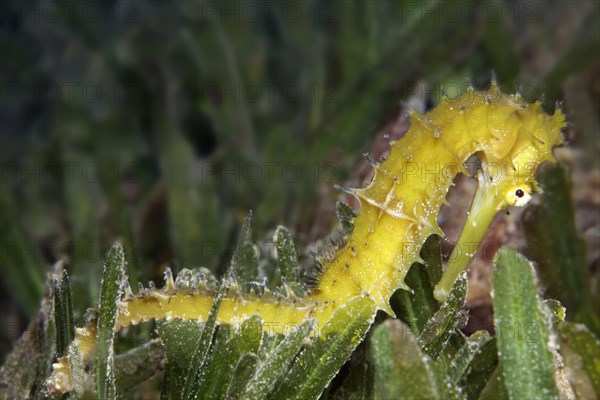 Spiny Seahorse