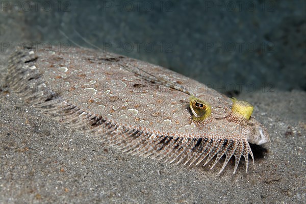 Leopard flounder