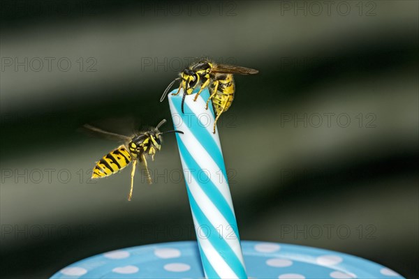 German wasps