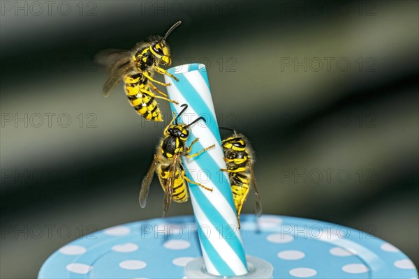 German wasps