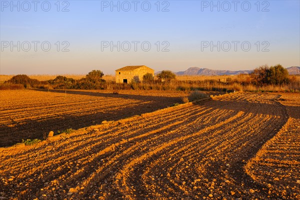 Field in the evening light