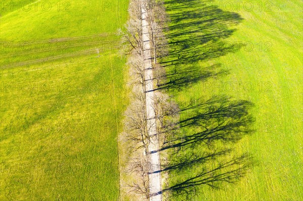 Shadow of avenue in a meadow