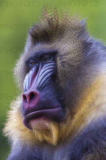 Mandrill