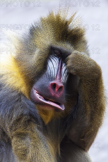 Mandrill