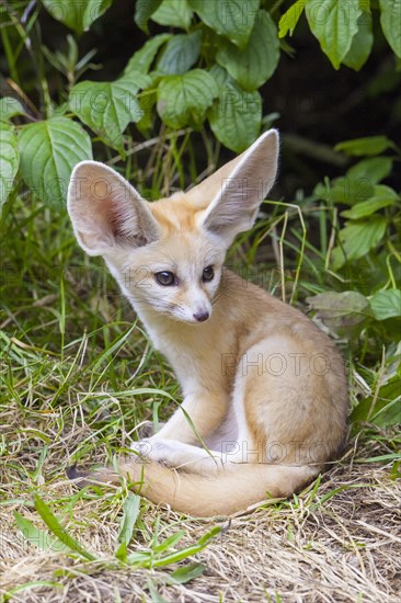 Fennec fox