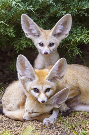 Fennec foxes