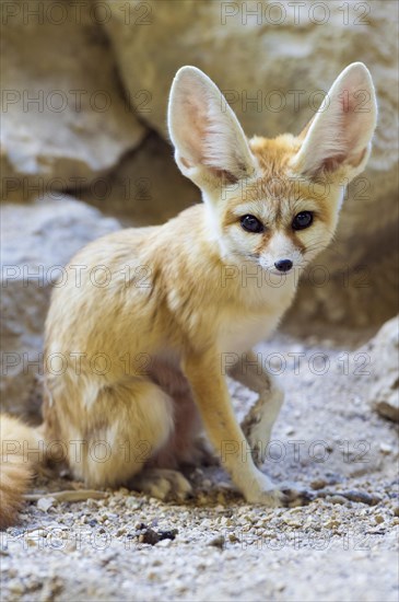 Fennec fox