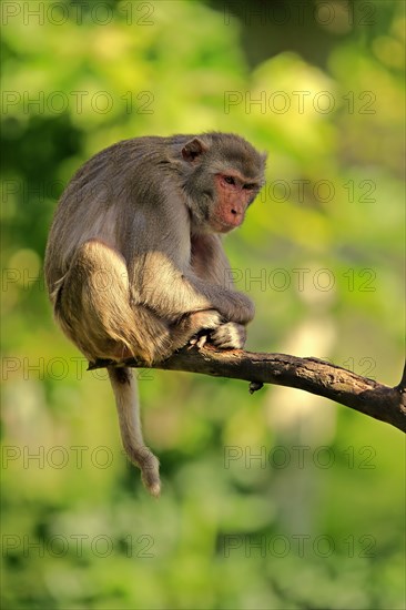 Rhesus macaque