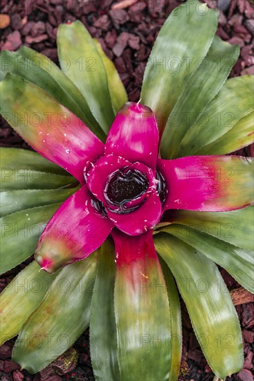 Bromelia