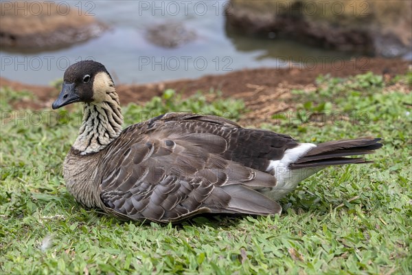 Hawaiian Goose