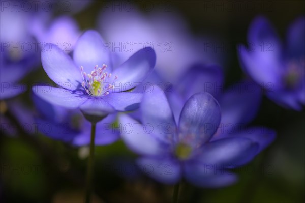 Blue Liverwort