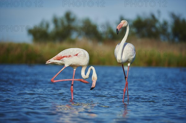 Greater Flamingos