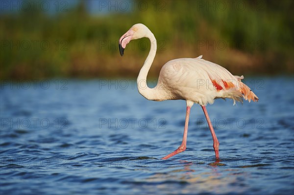 Greater Flamingo