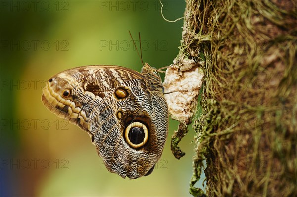 Forest giant owl