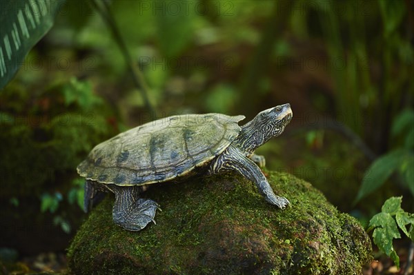 Red-eared slider