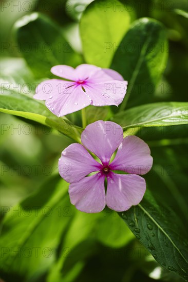 Madagascar periwinkle