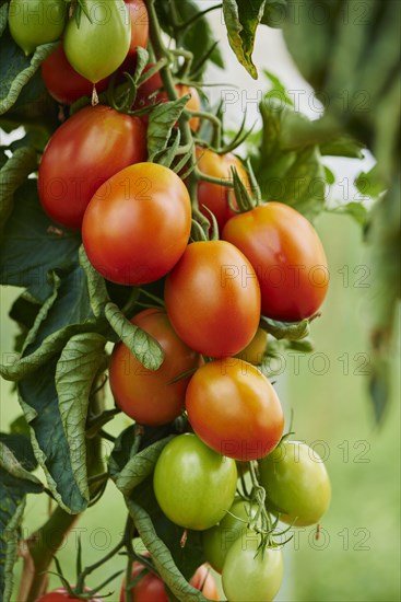 Red and green plum tomatoes at bush