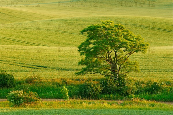 Hilly landscape in the evening light