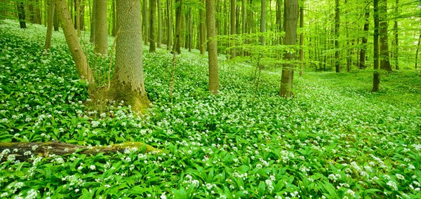 Natural beech forest