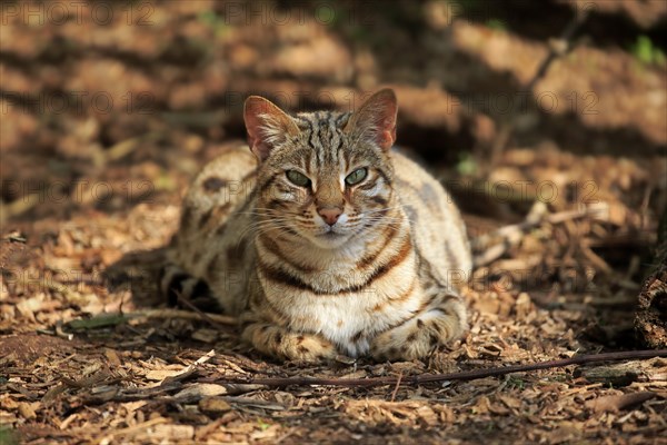 Wildcat