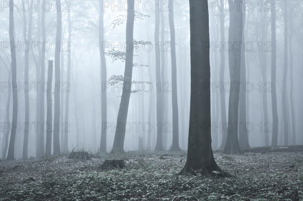 Beech forest in dense fog