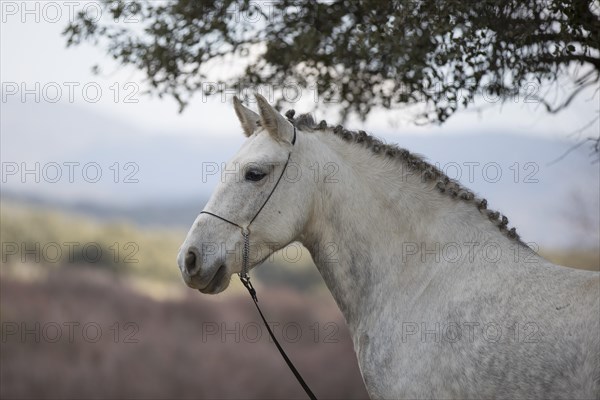 Andalusian horse