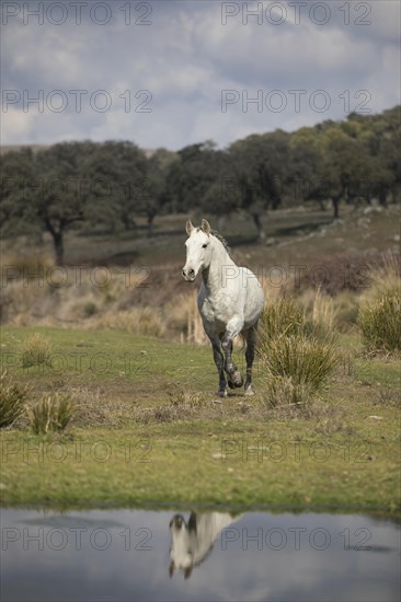 Andalusian horse