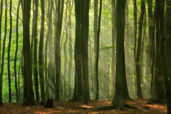 Beech forest in the warm light of the morning sun