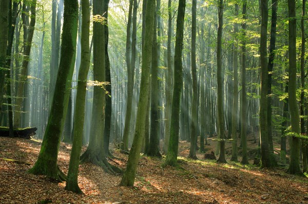 Beech forest in the warm light of the morning sun