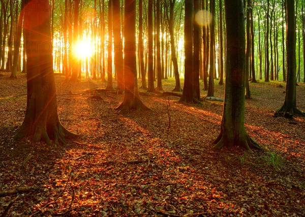 Natural beech forest at sunset