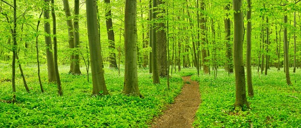 Hiking trail through semi-natural beech forest in spring