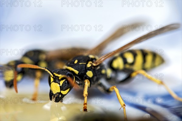 German wasps