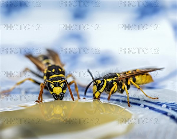 German wasps