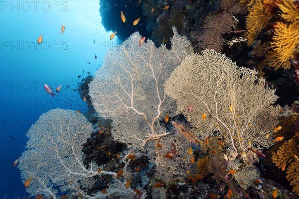 Gorgonian fans