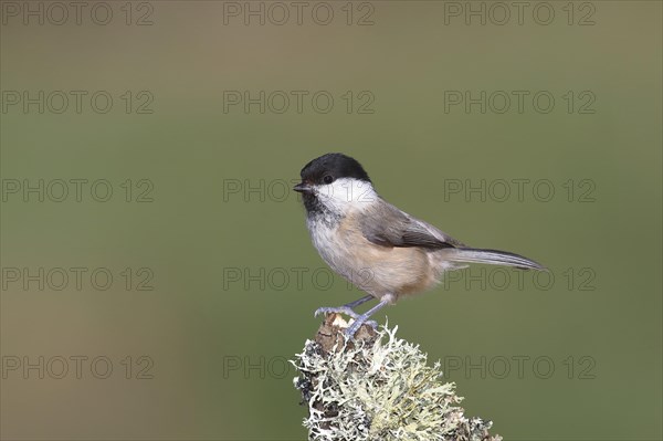 Willow tit