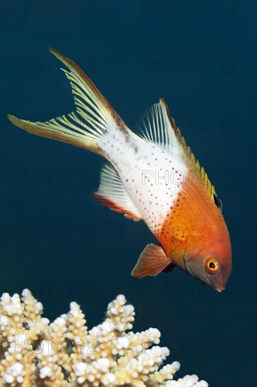 Lyre-tail hogfish