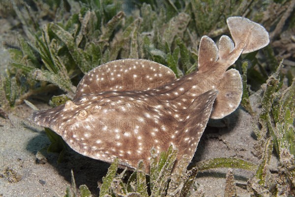 Leopard torpedo