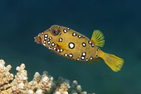 Yellow boxfish