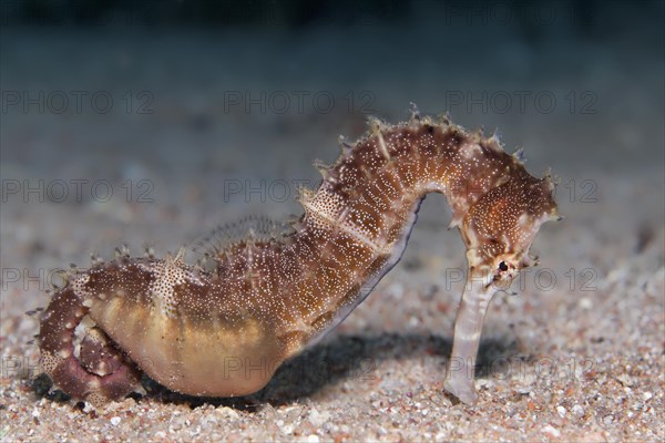 Spiny Seahorse