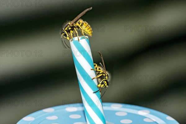 German wasps