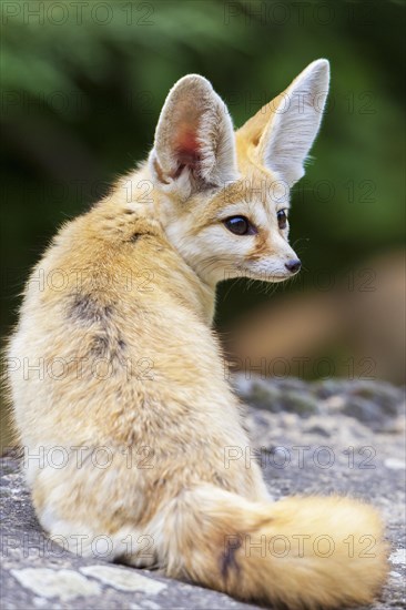 Fennec fox