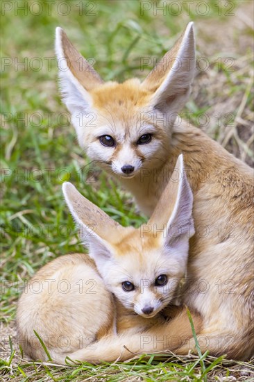 Fennec foxes