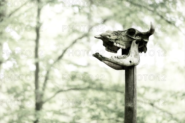 Cattle skull on post