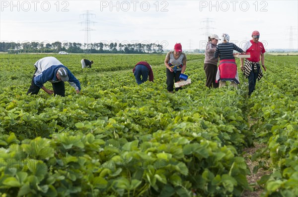 Strawberry harvest