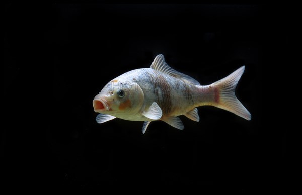 Ornemental koi carp