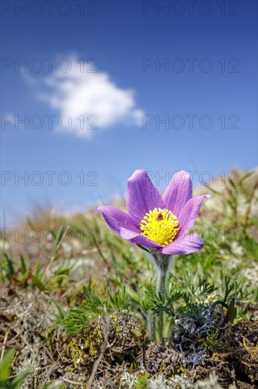 Pasque flower