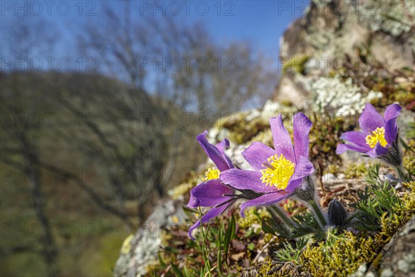 Pasque flowers