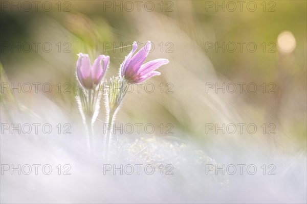 Pasque flowers